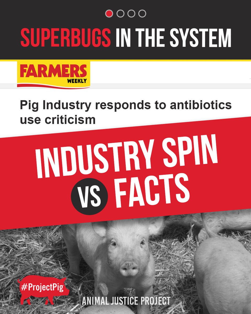 ajpReact's tweet image. Farmers Weekly gave industry groups space to dismiss our investigation into antibiotic use in UK pig farming. They called the findings “too small to matter” and claimed resistance is “natural” and antibiotic use “negligible.”
Freedom of Information data tells a different story.…