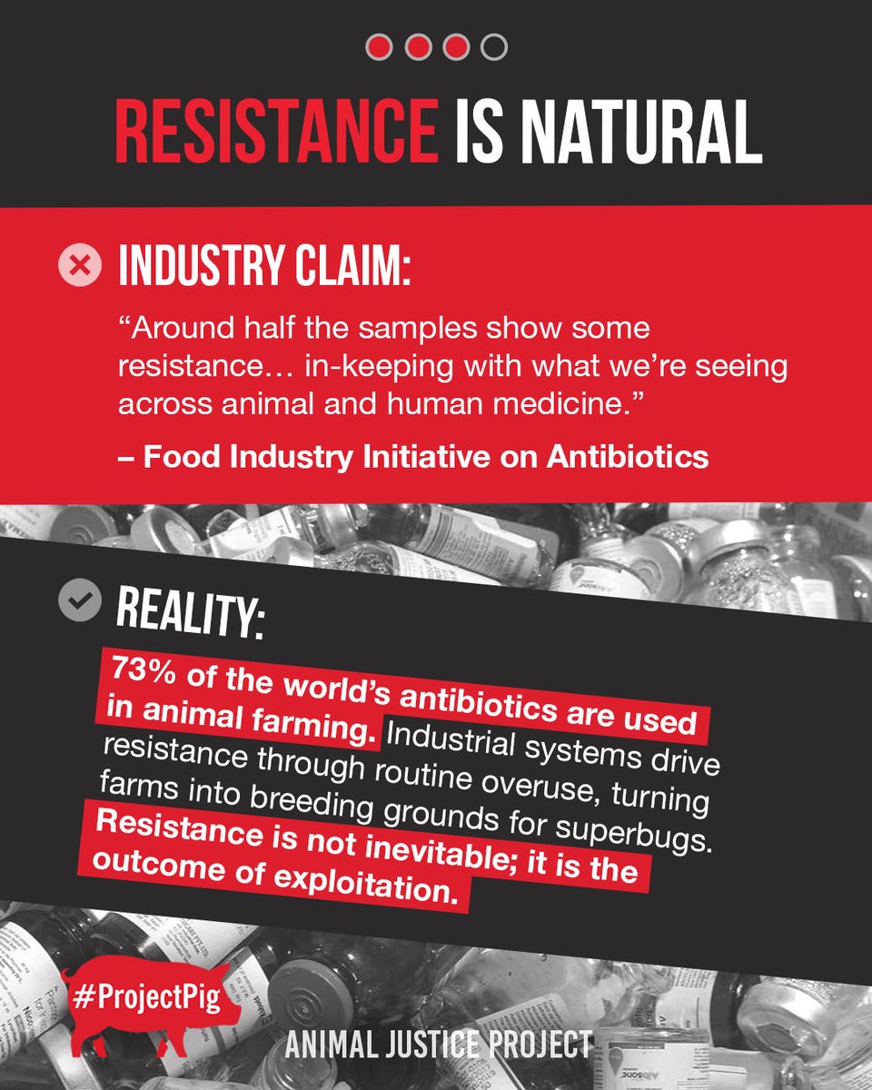 ajpReact's tweet image. Farmers Weekly gave industry groups space to dismiss our investigation into antibiotic use in UK pig farming. They called the findings “too small to matter” and claimed resistance is “natural” and antibiotic use “negligible.”
Freedom of Information data tells a different story.…