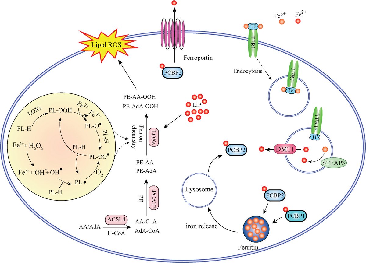 JPBY_official's tweet image. Ferroptosis in immune chaos: Unraveling its impact on disease and therapeutic potential   rdcu.be/eMugA
@un7anbar @shnclinic @WalailakWU @TIU_university @NimsUniversity
#Ferroptosis #Iron #Immune_System #Autoimmune_Diseases