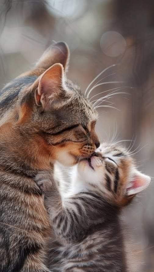 Metanoia100's tweet photo. Morning kisses 💋 😘 

#CatsOfTwitter #CatsOfX #CatsLover https://t.co/LuqCwWKrXf