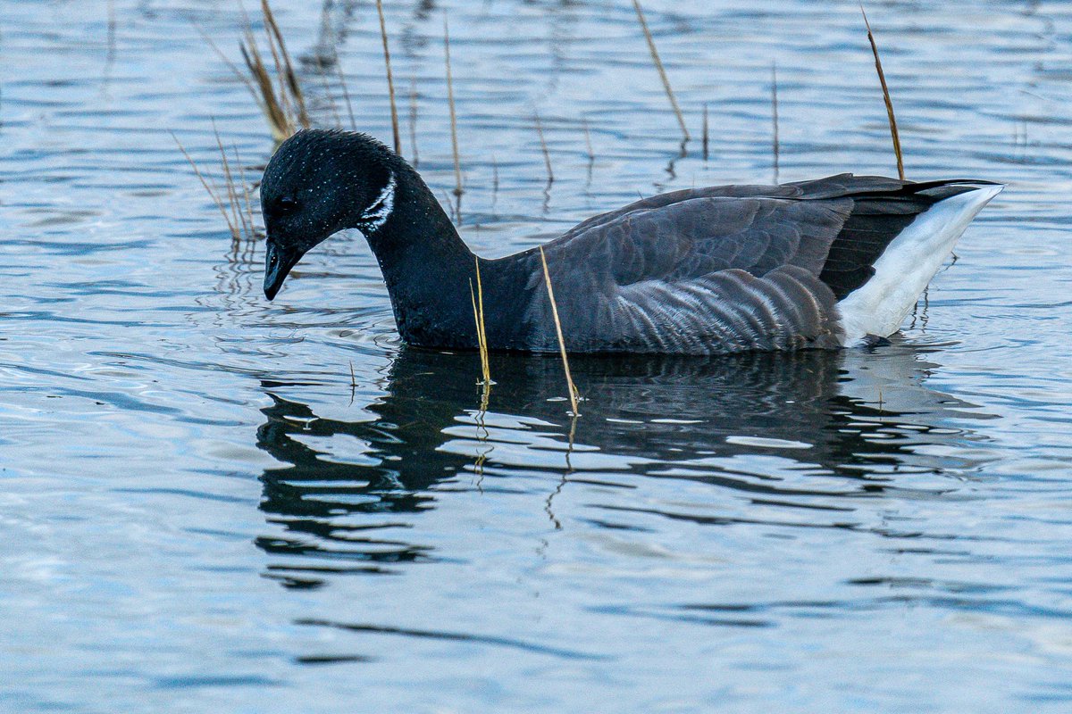 HACPIX's tweet photo. Brent Goose #Keyhaven  have returned from the far North @LymKeyRanger @HantsIWWildlife @Natures_Voice @photobnk https://t.co/QLaoZZ7FNi