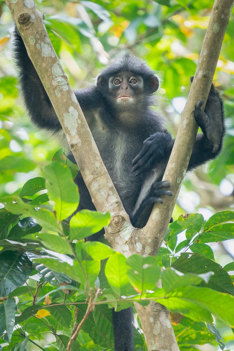 BP_Chua's tweet image. Raffles' Banded Langur
#monkey #primate #mammal #animal #wildlife #photography