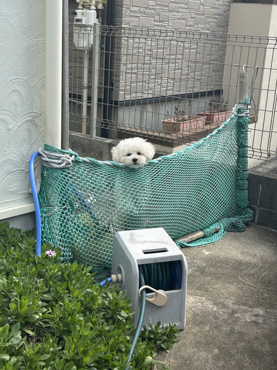 614rain's tweet photo. のびのびぼさぼさでかわちい https://t.co/BA6giGtkm1