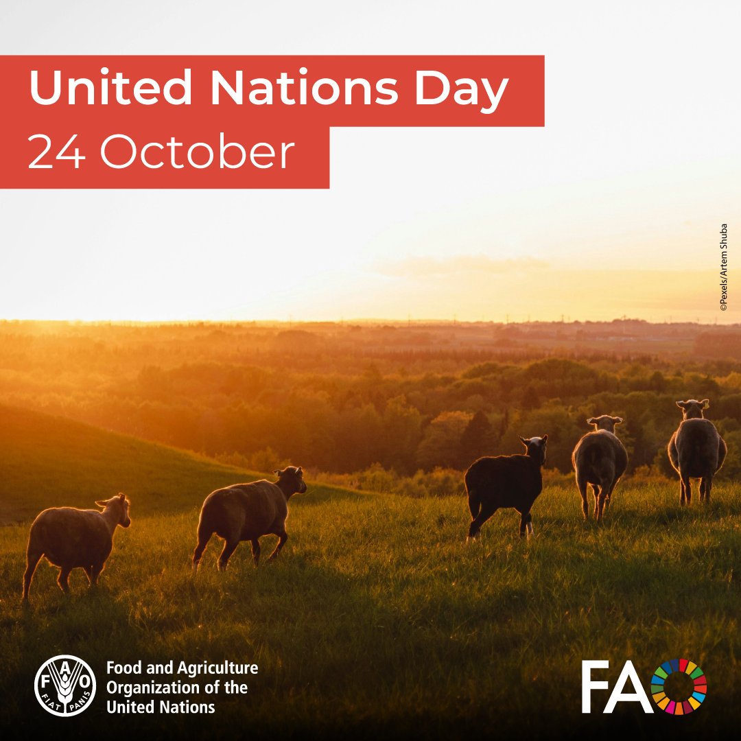 Today marks 80 years of the United Nations! 💙

Since 1945, it has advanced peace, human rights &amp; progress for all.

By promoting sustainable livestock systems that fight hunger and poverty, <a href="/FAO/">Food and Agriculture Organization</a> supports its mission &amp; helps build a better world together.

bit.ly/3YfSW6G