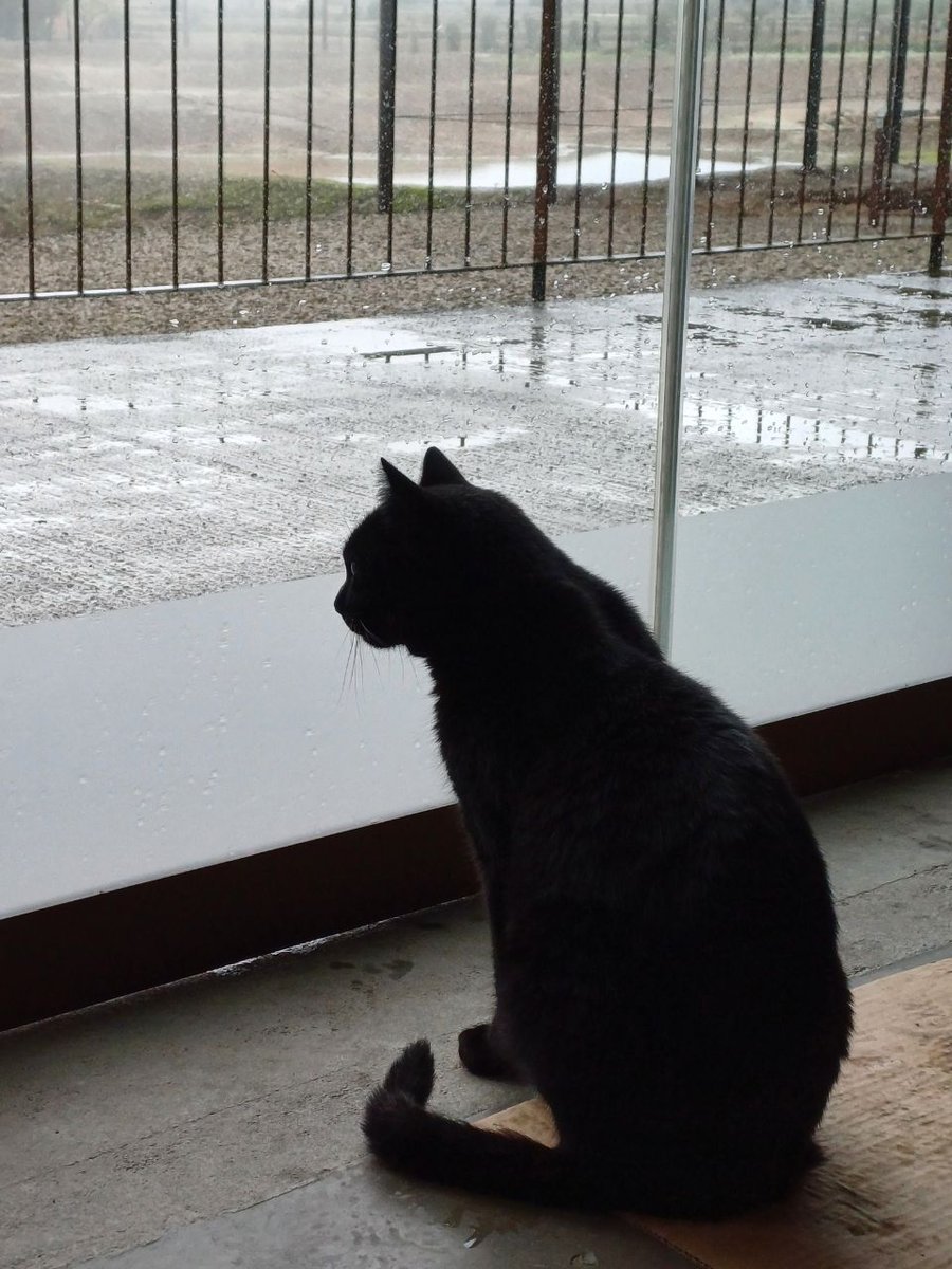 TurismeGuissona's tweet photo. 🐾25/10-CATTUS DAY,  una jornada carregada d'activitats entorn al personatge més mediàtic del Museu de Guissona, el gat Cattus Nassarre.

🐈‍⬛ Us està esperant!! Vindreu?

+info👇

#Cattus #Iesso #MuseudeGuissona #Guissona #TurismeGuissona #LaSegarra #segarrejant #Lleida https://t.co/BUtYEgvJR8