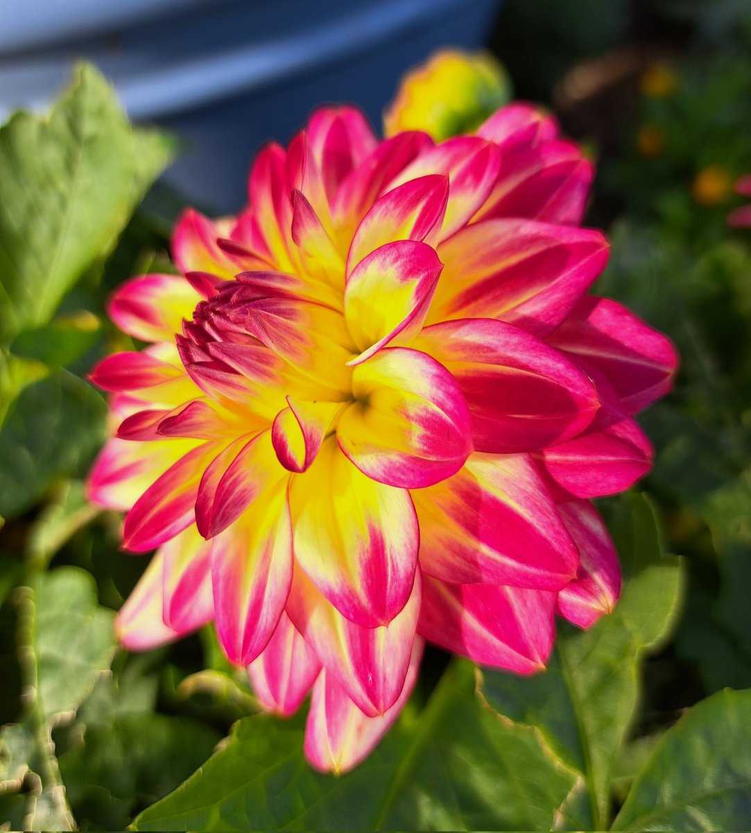 Dianagreenqueen's tweet image. Friday is here, let's celebrate with a bedazzling dahlia #FlowersOnFriday