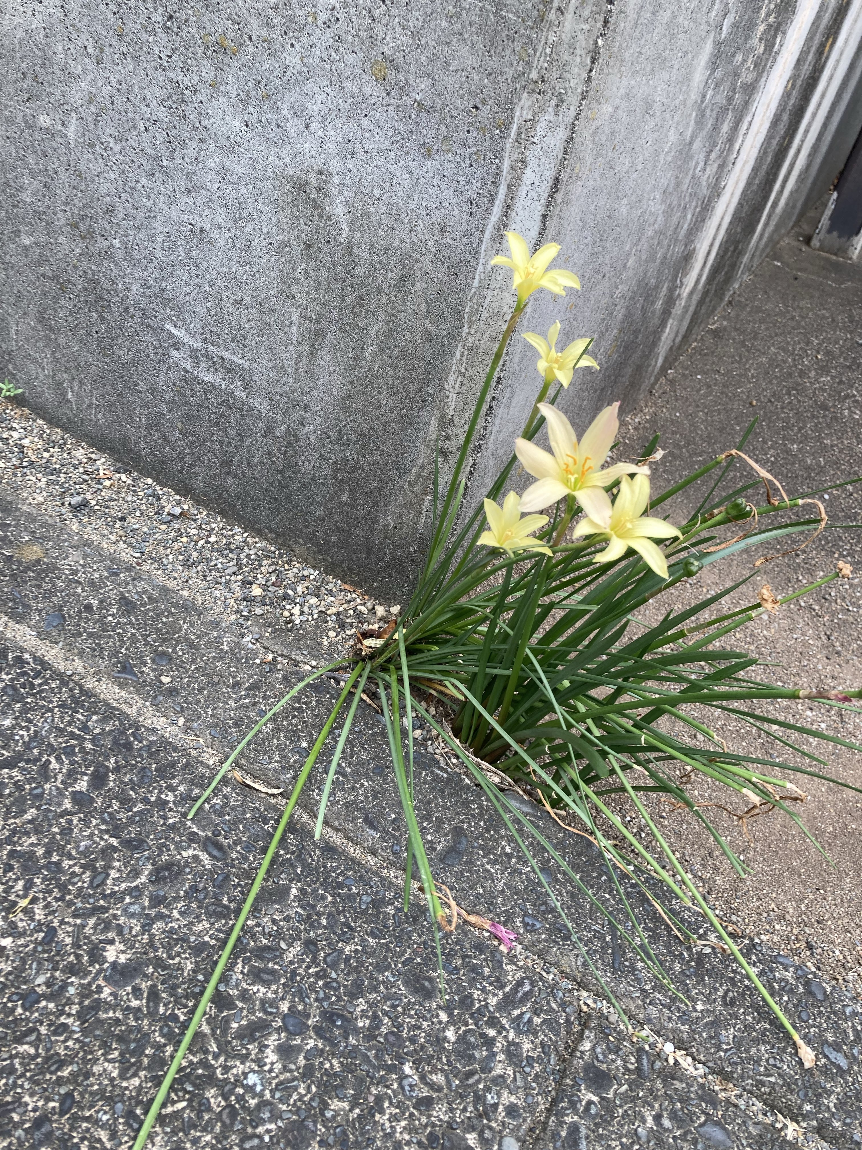 kmixflower - Search / X