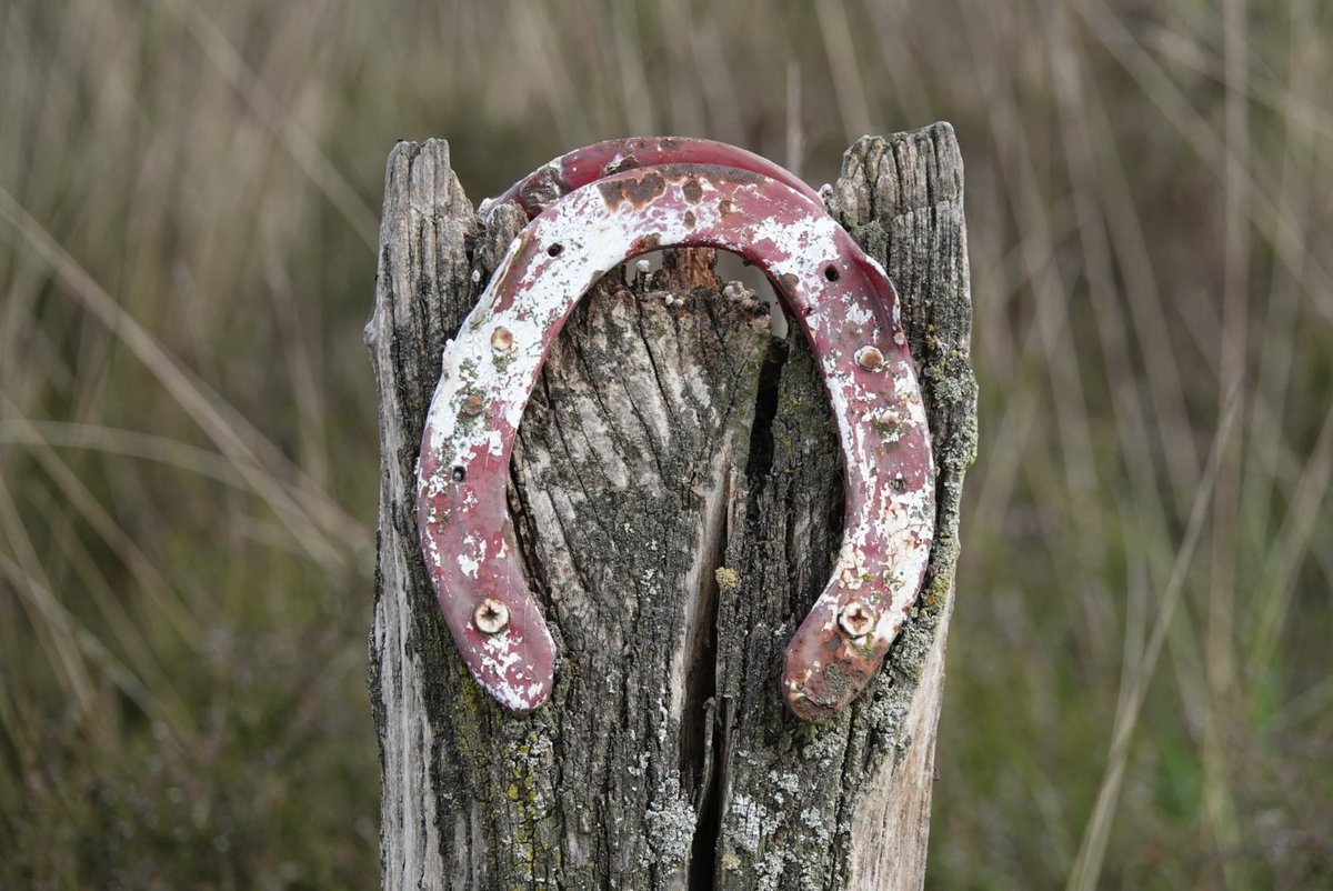 #fot_O_ktober #met_de_letter_H <a href="/jolandabrwr/">JoLaNDa_hobbyfotograaf</a> 
Met Hop, Heide, Heideblauwtje en Hoefijzer