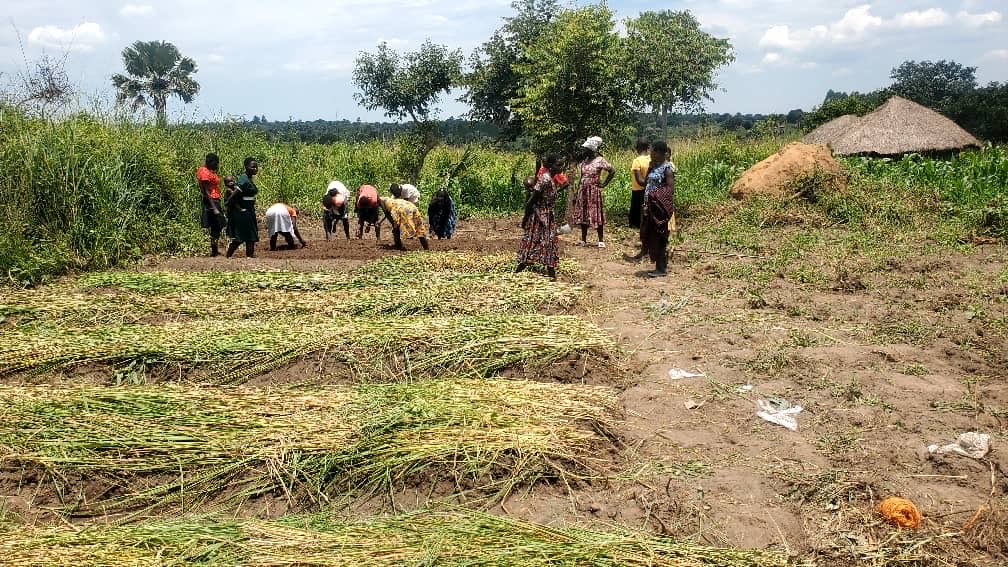 Group of women and men in colorful traditional clothing and headwraps working in a rural agricultural field bending over to tend to rows of green plants and crops under a partly cloudy sky with tall grasses trees and a thatched hut structure in the background scattered piles of harvested stalks on the ground and dirt paths visible