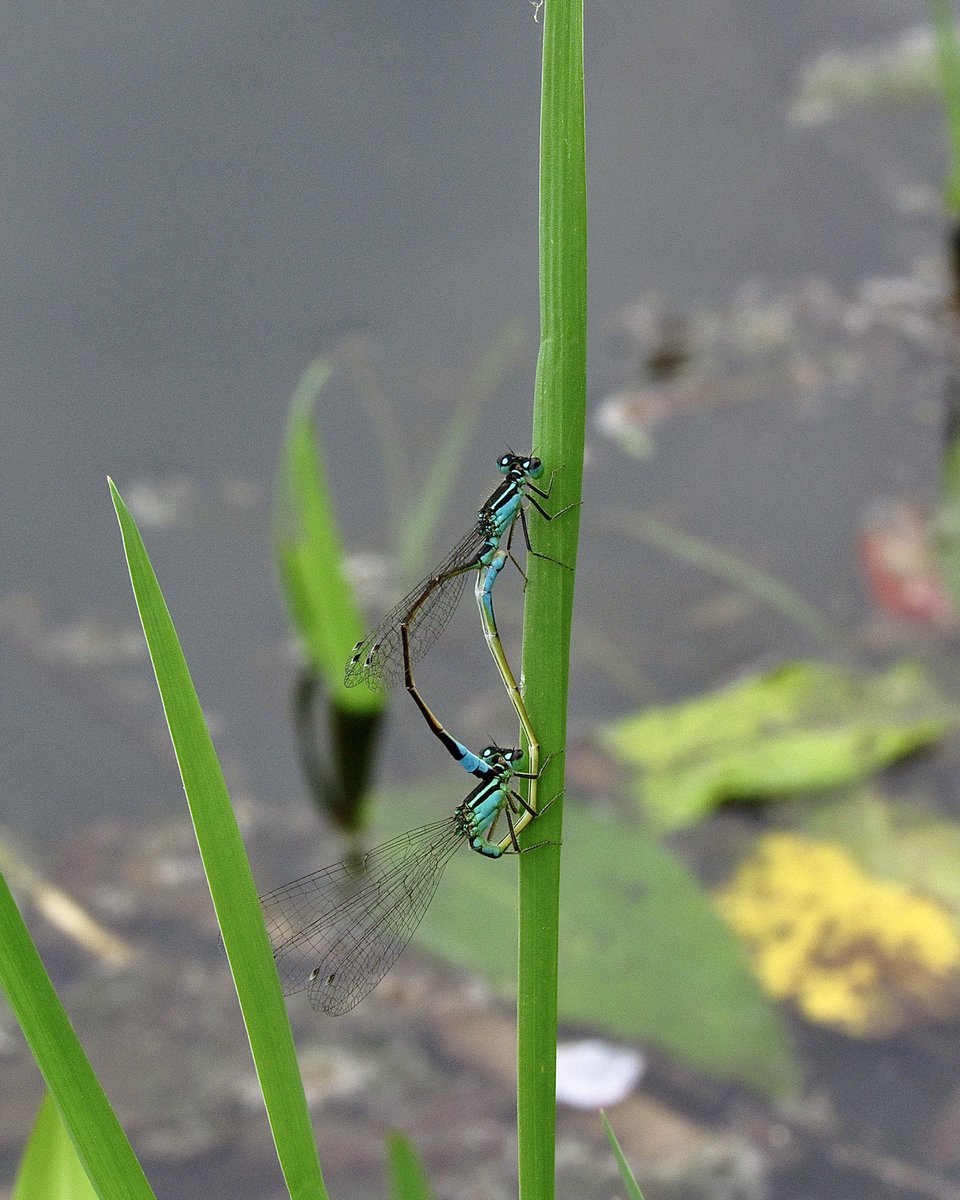 HFExplorer's tweet image. جفتگیری سنجاقک ها مثل یه اثر هنریه