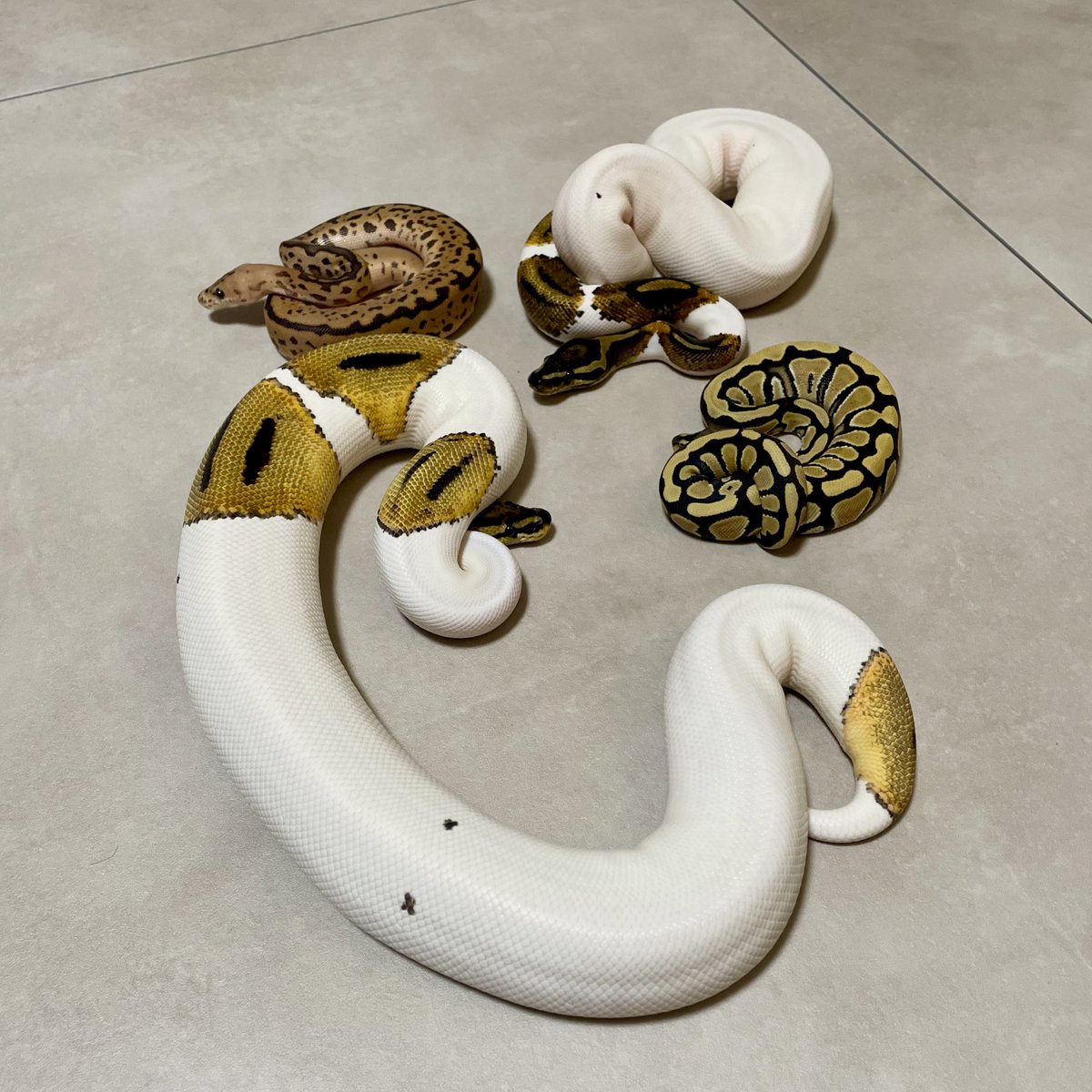 Nell_python's tweet image. ボールパイソンってアートだね