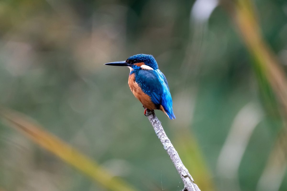 Just love a Kingfisher