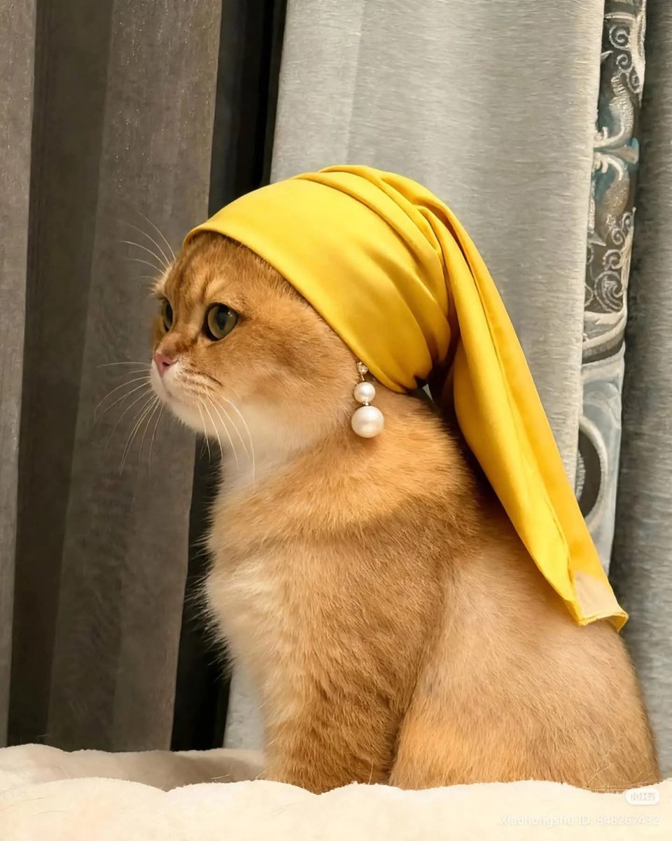 GENTLECAT (@gentleeeeeeecat) on Twitter photo 