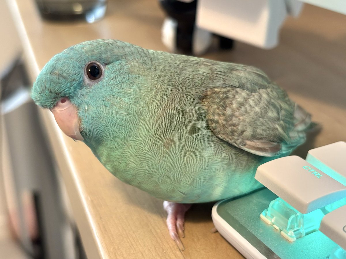 ちるちる チルチル on X