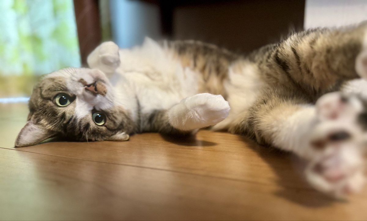 ringotonekosuke's tweet photo. 寒い！暖房つけましたฅ^•ω•^ฅ
＃猫 #ねこ ＃猫好きさんと繋がりたい ＃猫をTLに流しちゃおう ＃猫との暮らし   #ふーこのまいにち https://t.co/kno417NLZM