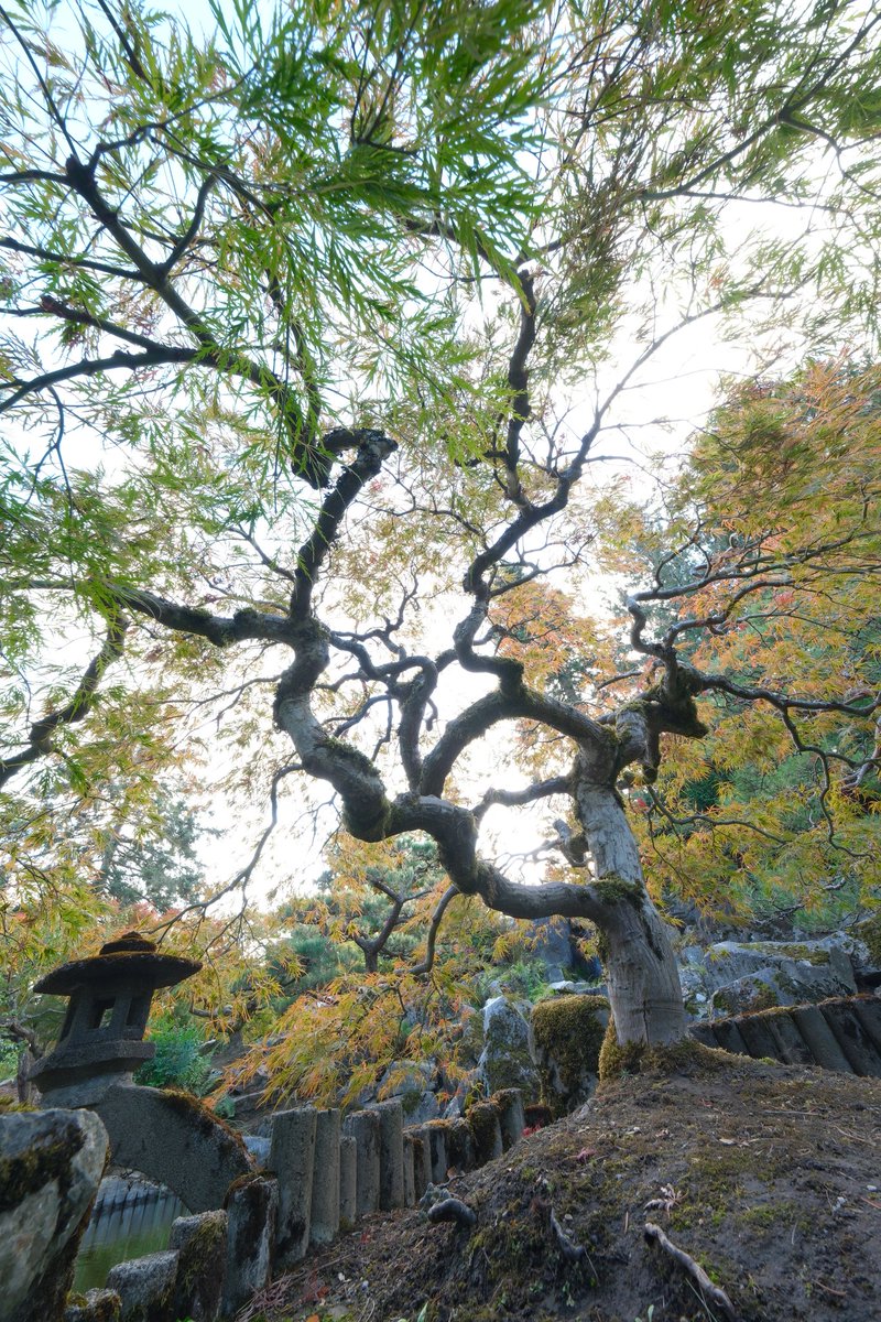 MixDB's tweet image. 