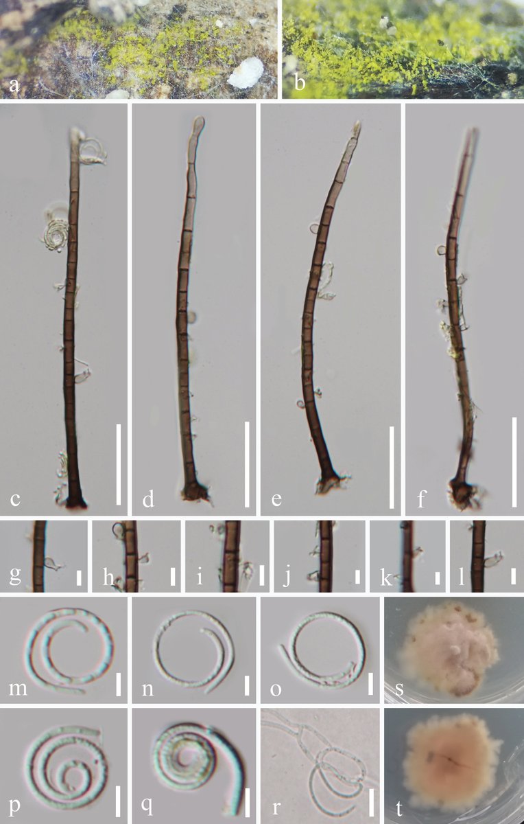 Researchers describe two new 𝐻𝑒𝑙𝑖𝑐𝑜𝑠𝑝𝑜𝑟𝑖𝑢𝑚 species from southern China based on morphological and molecular evidence.

🔗 doi.org/10.3897/mycoke…