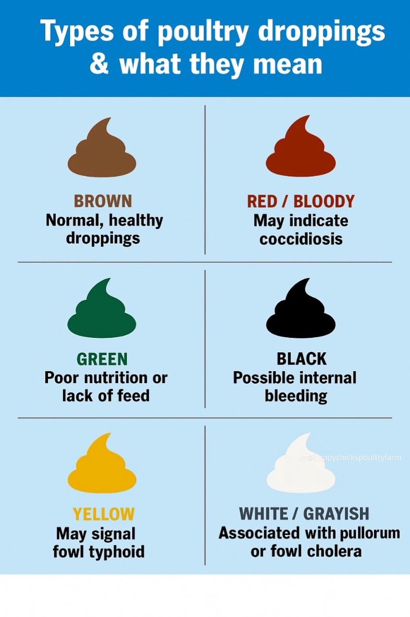 mugishaIIsam's tweet image. Farm smart: Check the poop, check the health 
Prevention is better than cure! 
#VeterinaryCare #LivestockTips #PoultryProduction #FarmerEducation #AgriScience #HealthyFlock
