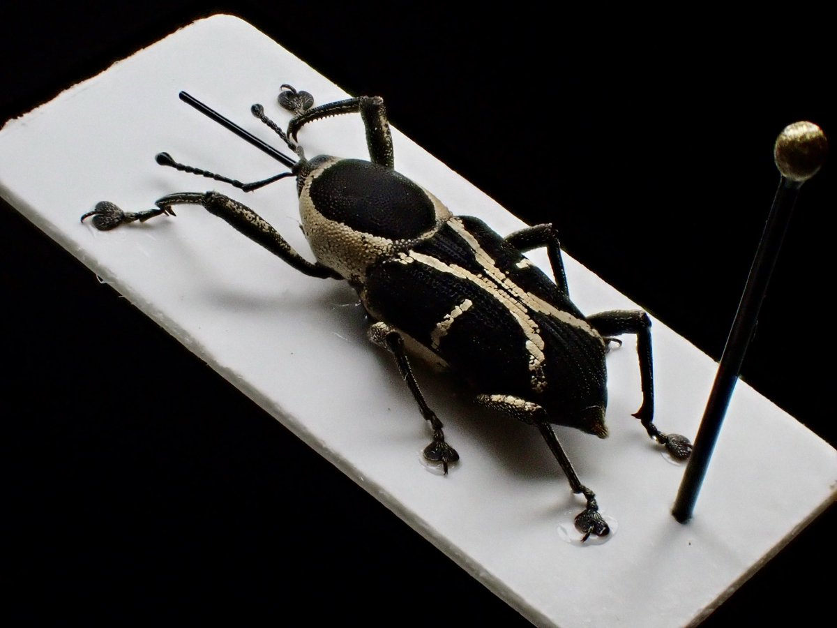 花と角」 (@dkyygbs) / Posts / X