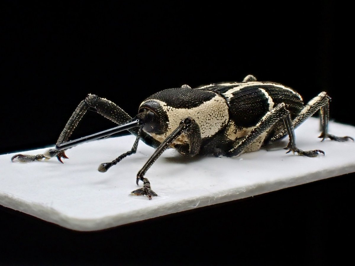 花と角」 (@dkyygbs) / Posts / X