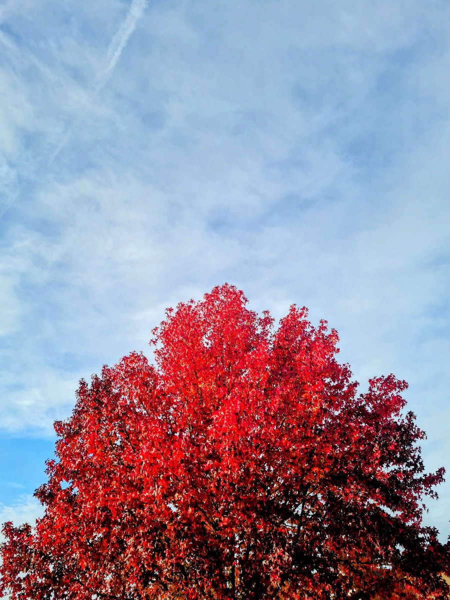 Goodmorning friends ☕️ ☕️ Life is fascinating when you walk with trees.