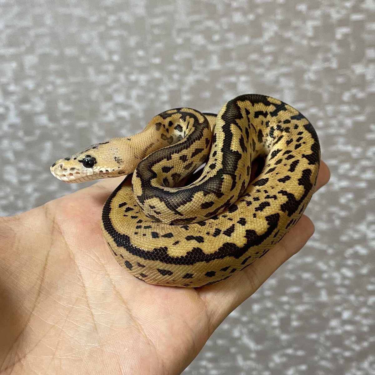 Nell_python's tweet image. うちのBP RS Fire Batman♂
JBBCの優勝個体もバットマン系で少し嬉しかった