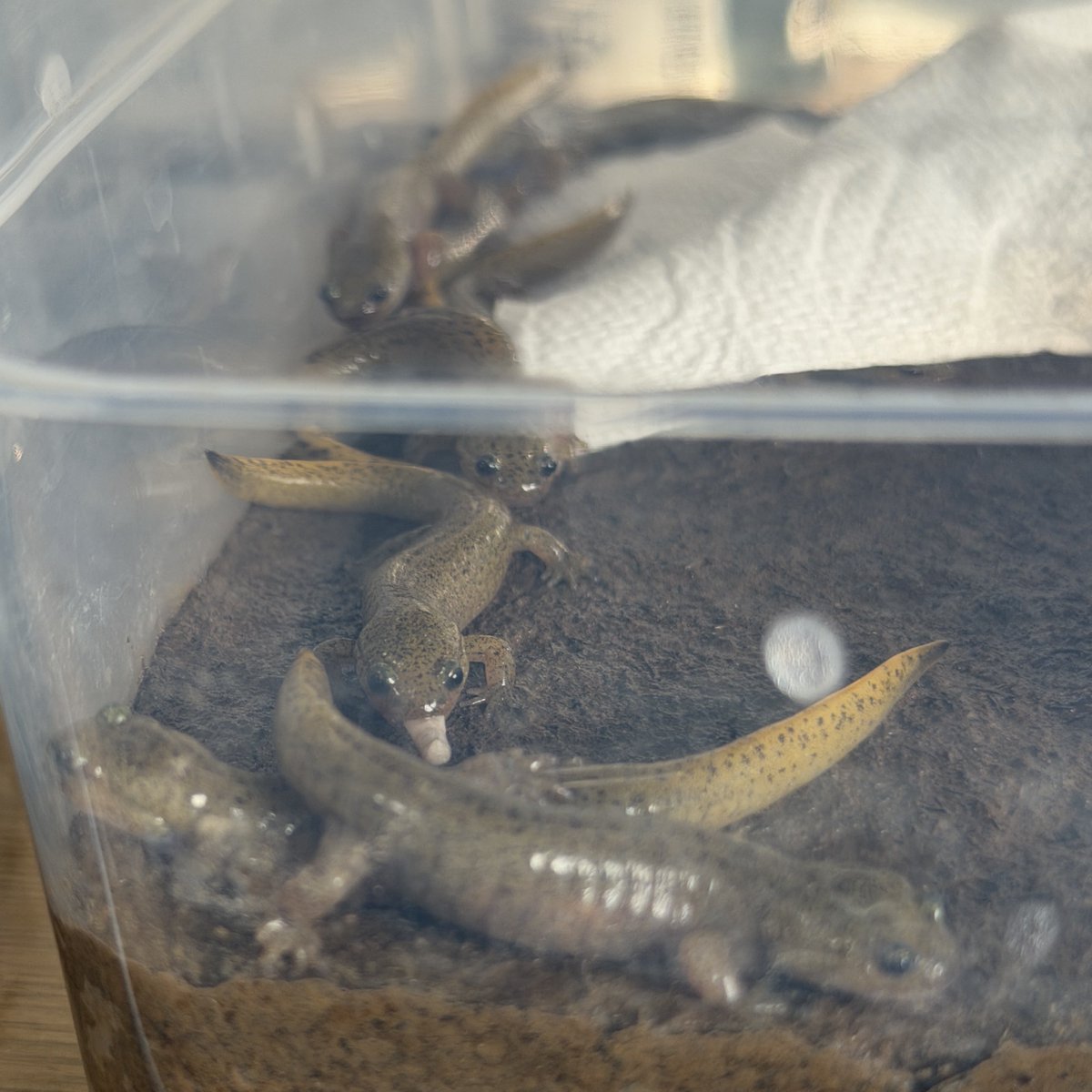 そろそろ人工餌食べてほしいなぁ