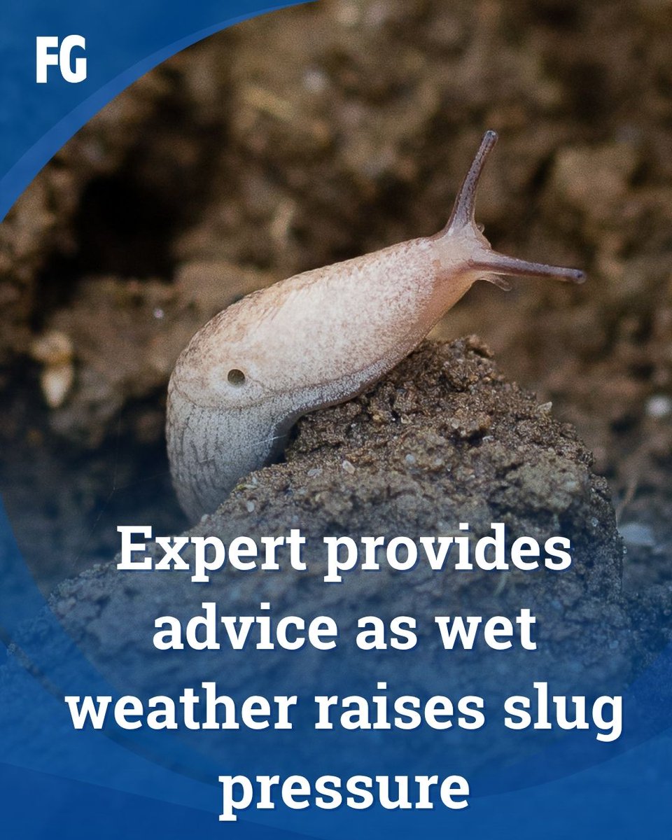 FarmersGuide's tweet image. With more unsettled weather forecast across the UK following recent rain, slug activity is expected to rise, posing a serious threat to newly planted wheat crops. 

👉 farmersguide.co.uk/arable/weed-pe…

 #Slug #SlugControl #AgricultureUK #CropProtection #UKWeather #Pests #Arable…