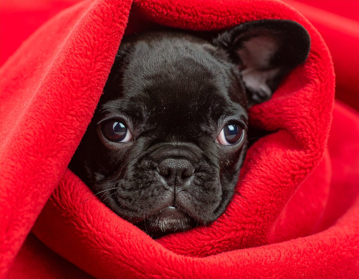 dogdesigngoods's tweet image. #Frenchie  #FrenchBulldog  #DogArt #PetPortrait #Firefly #AIart  #フレブル
