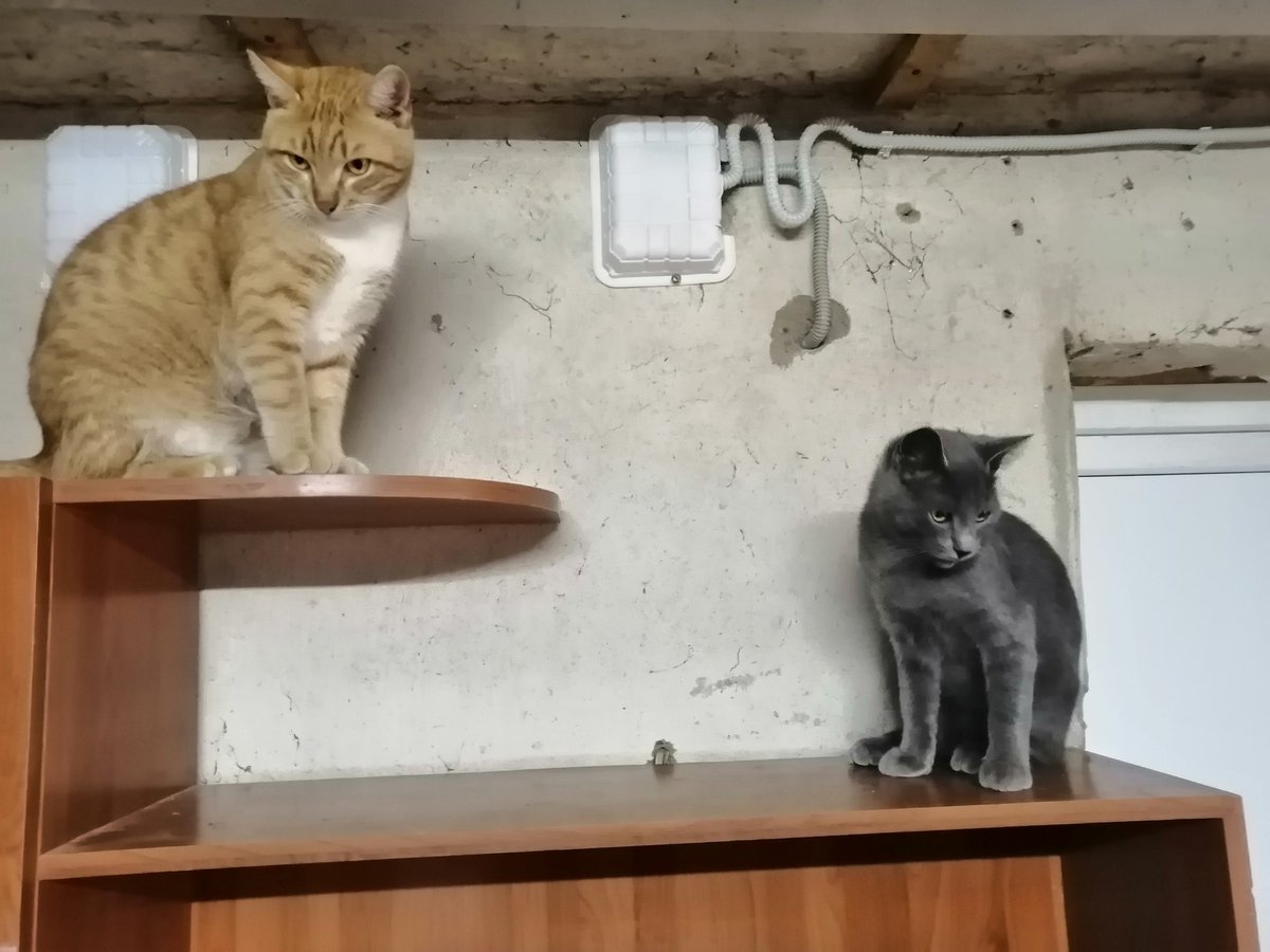 Два прынца🧡🩶