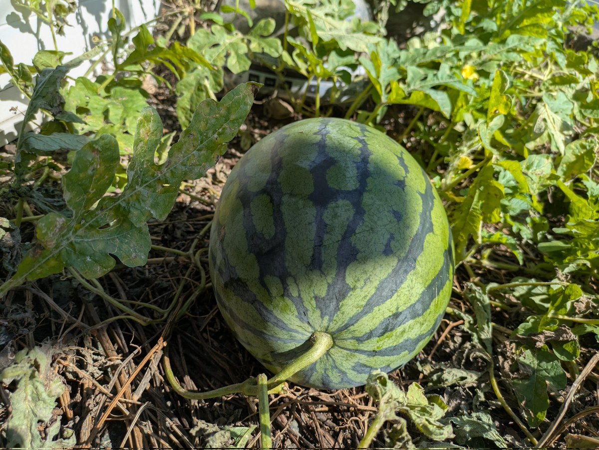 去年の今頃はメヘマーンサラエには西瓜がまだなってたっけなぁ。早いものでもう一年になります。