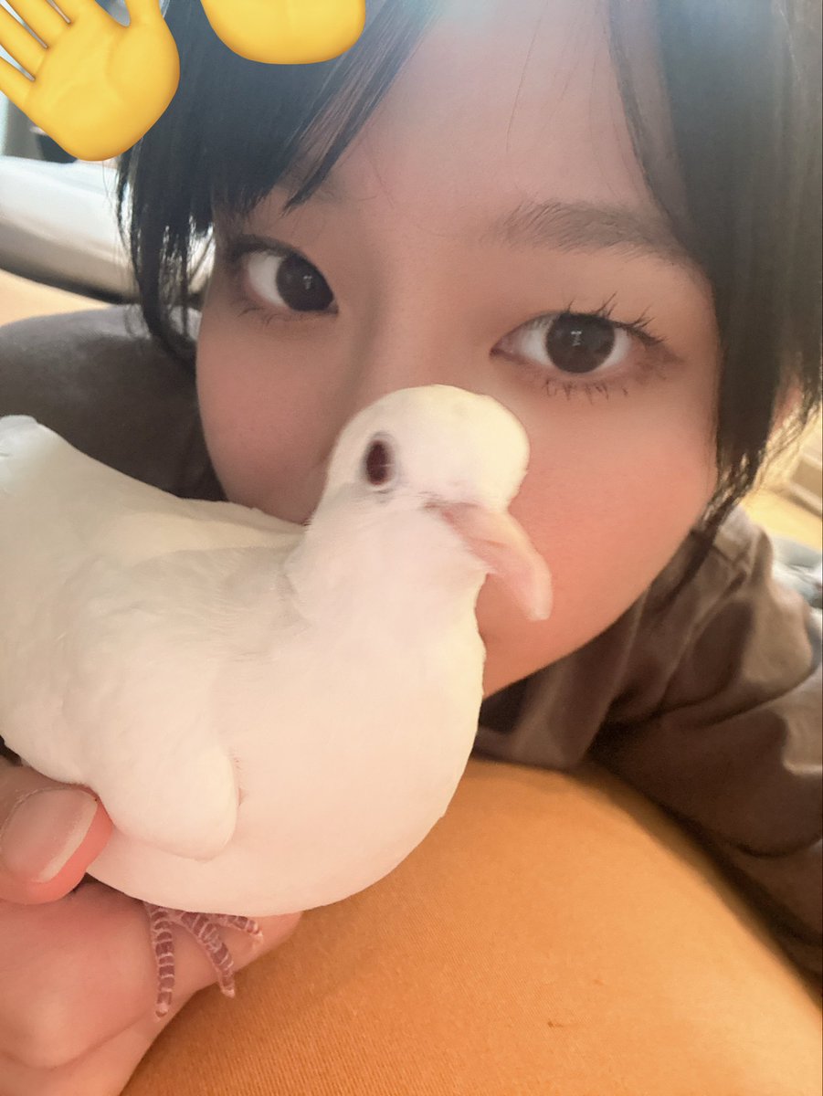 ぬこぱんち🐔 (@eoo0525) / Posts / X