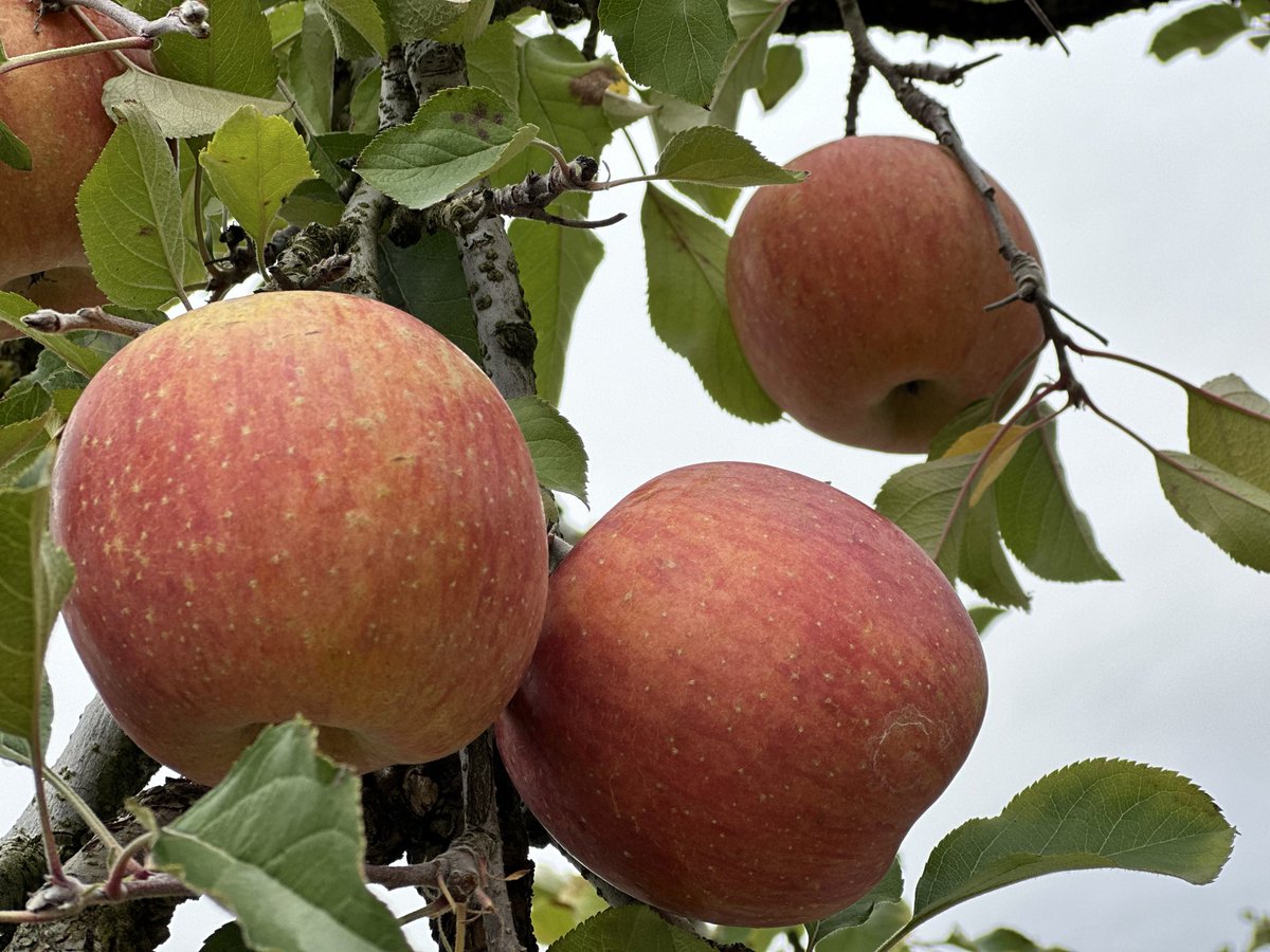 りんごミカン様*°♡ 美龍@ZcarSpace on X