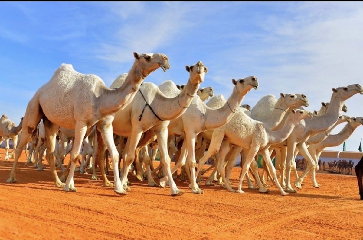 ما اجمل الخيل والإبل وما اقبح واغبى من يعتقد اننا نخجل منها ؟!!