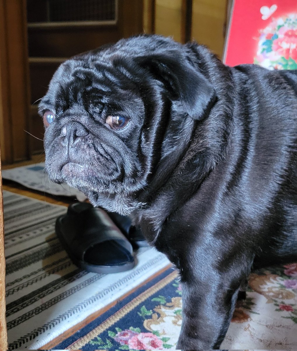 黒パグそらの気ままな生活。 on X