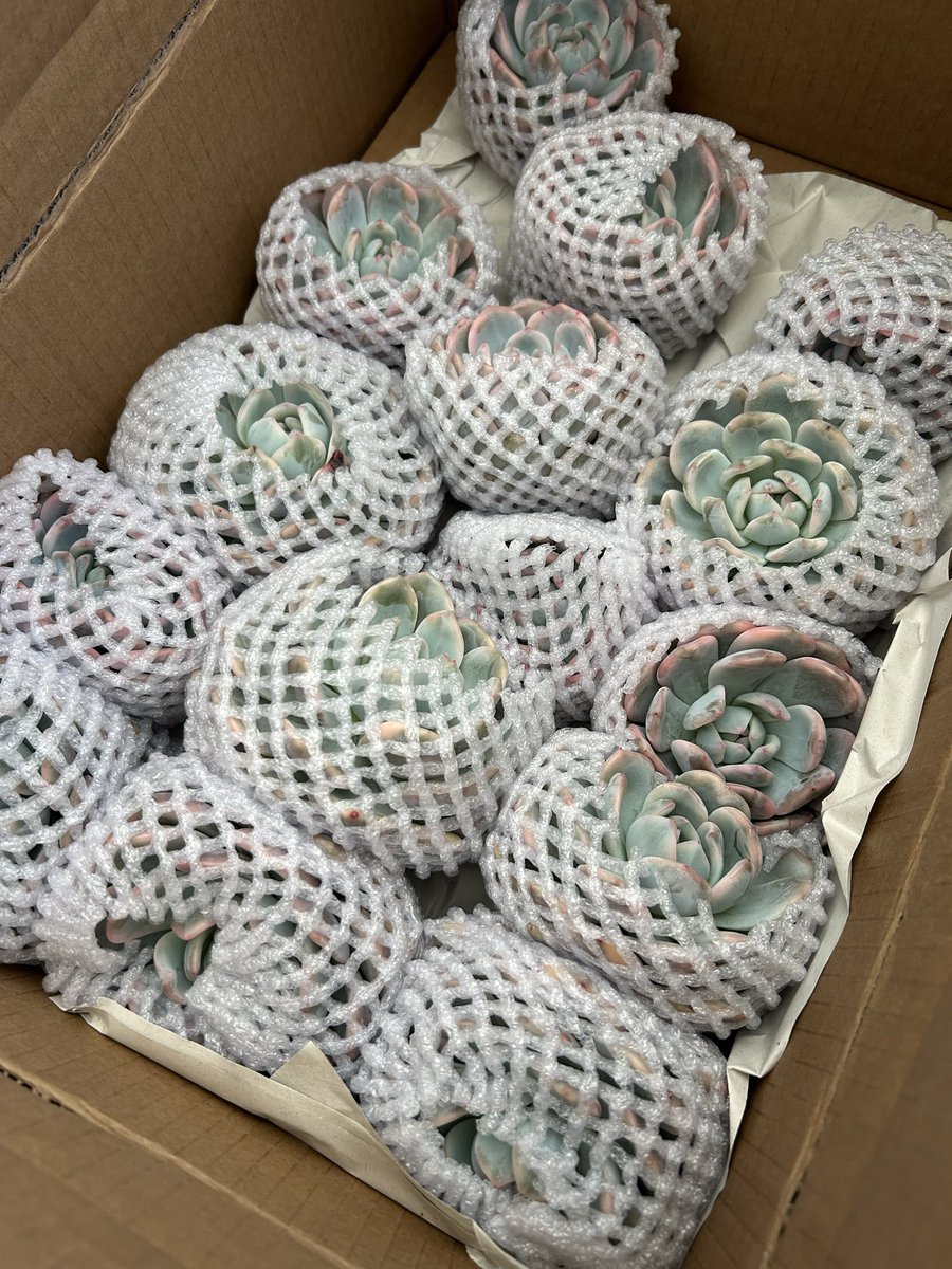 pink-rose様　多肉植物棚　GAI-80SZ1 pink-rose様 多肉植物棚 GAI-80SZ1