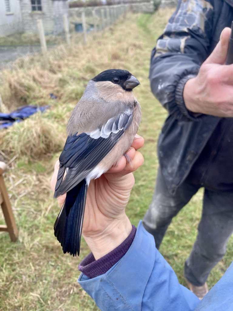 alpine_swift_'s tweet image. It all kicked off yesterday afternoon on @NRonBirdObs with a Radde’s Warbler trapped at the obs! And then a Northern Bullfinch caught at HH

I didn’t think it could get any better until Alison and I found this Black-throated Thrush in a net during the roost catch!
