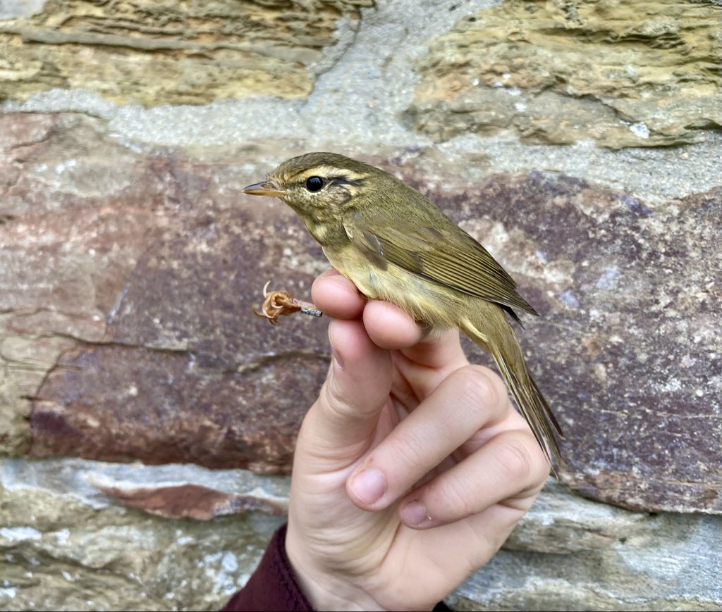 alpine_swift_'s tweet image. It all kicked off yesterday afternoon on @NRonBirdObs with a Radde’s Warbler trapped at the obs! And then a Northern Bullfinch caught at HH

I didn’t think it could get any better until Alison and I found this Black-throated Thrush in a net during the roost catch!