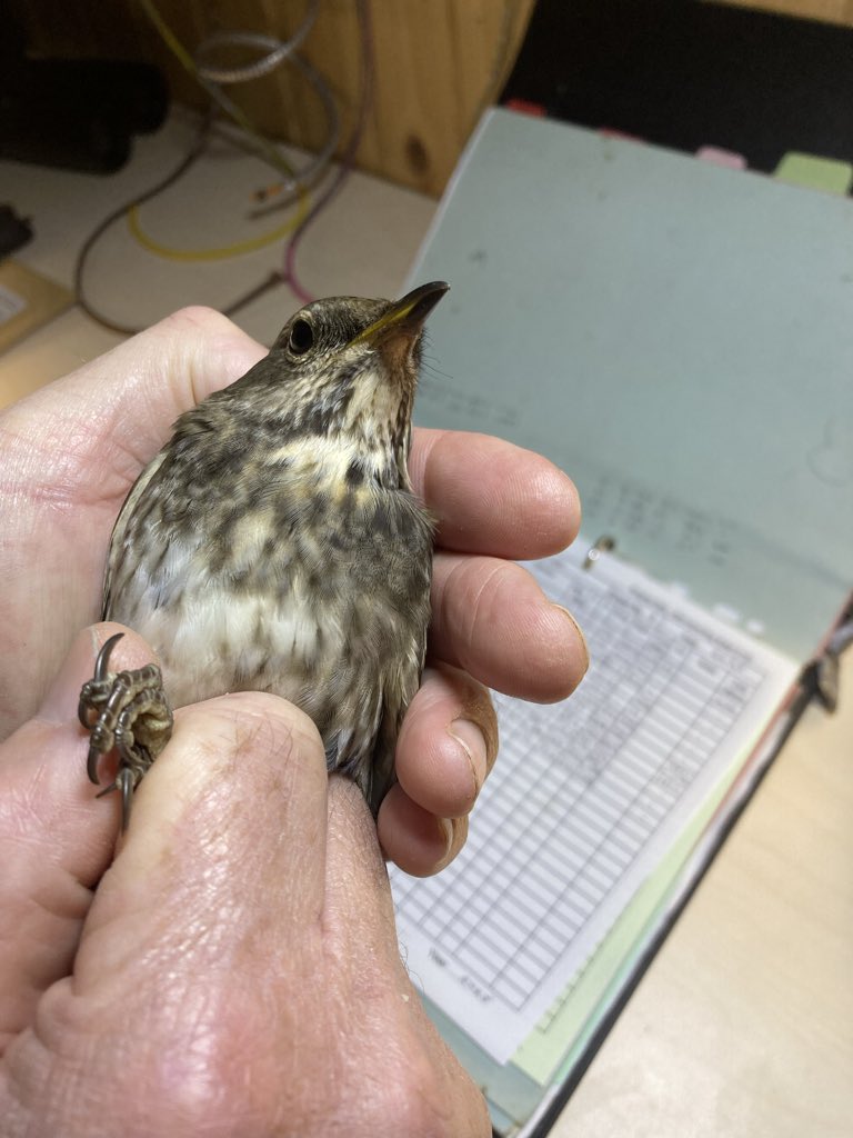 alpine_swift_'s tweet image. It all kicked off yesterday afternoon on @NRonBirdObs with a Radde’s Warbler trapped at the obs! And then a Northern Bullfinch caught at HH

I didn’t think it could get any better until Alison and I found this Black-throated Thrush in a net during the roost catch!