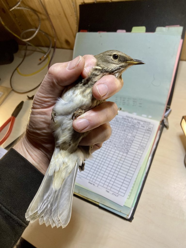 alpine_swift_'s tweet image. It all kicked off yesterday afternoon on @NRonBirdObs with a Radde’s Warbler trapped at the obs! And then a Northern Bullfinch caught at HH

I didn’t think it could get any better until Alison and I found this Black-throated Thrush in a net during the roost catch!