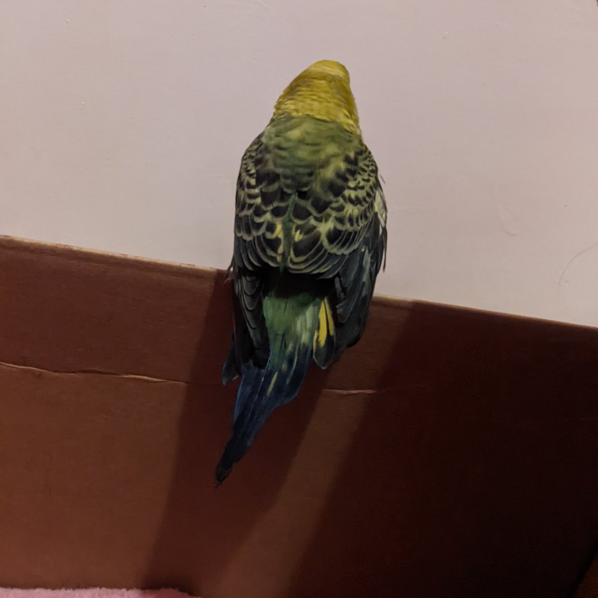 menschy 🇵🇸 tweet media