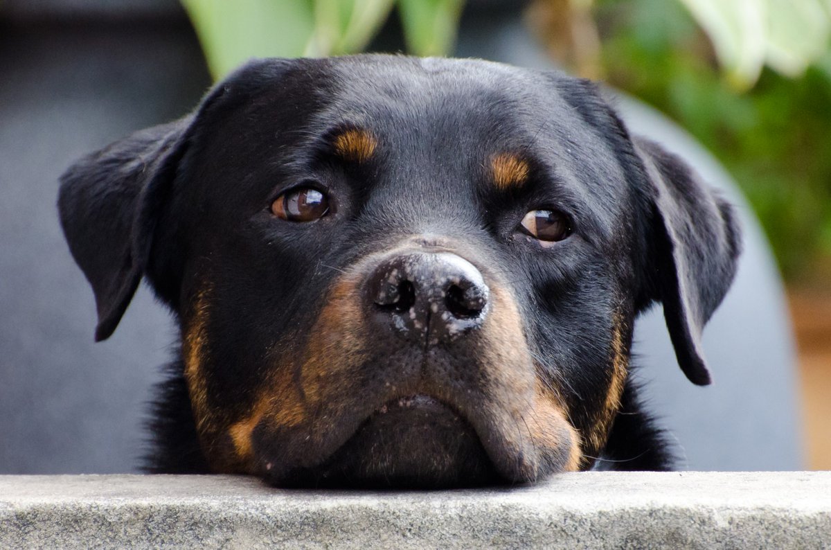 GoodDogsSharon's tweet photo. 🐾 Dog Training Tip of the Day
When your dog misbehaves, often the best response is no response.
Dogs see all attention as a reward — even being told off. Stay calm, turn away, and reward good behaviour instead. That’s where the magic happens. 

#DogTraining #DogTips #GoodDogs https://t.co/4KoJFmuaa3