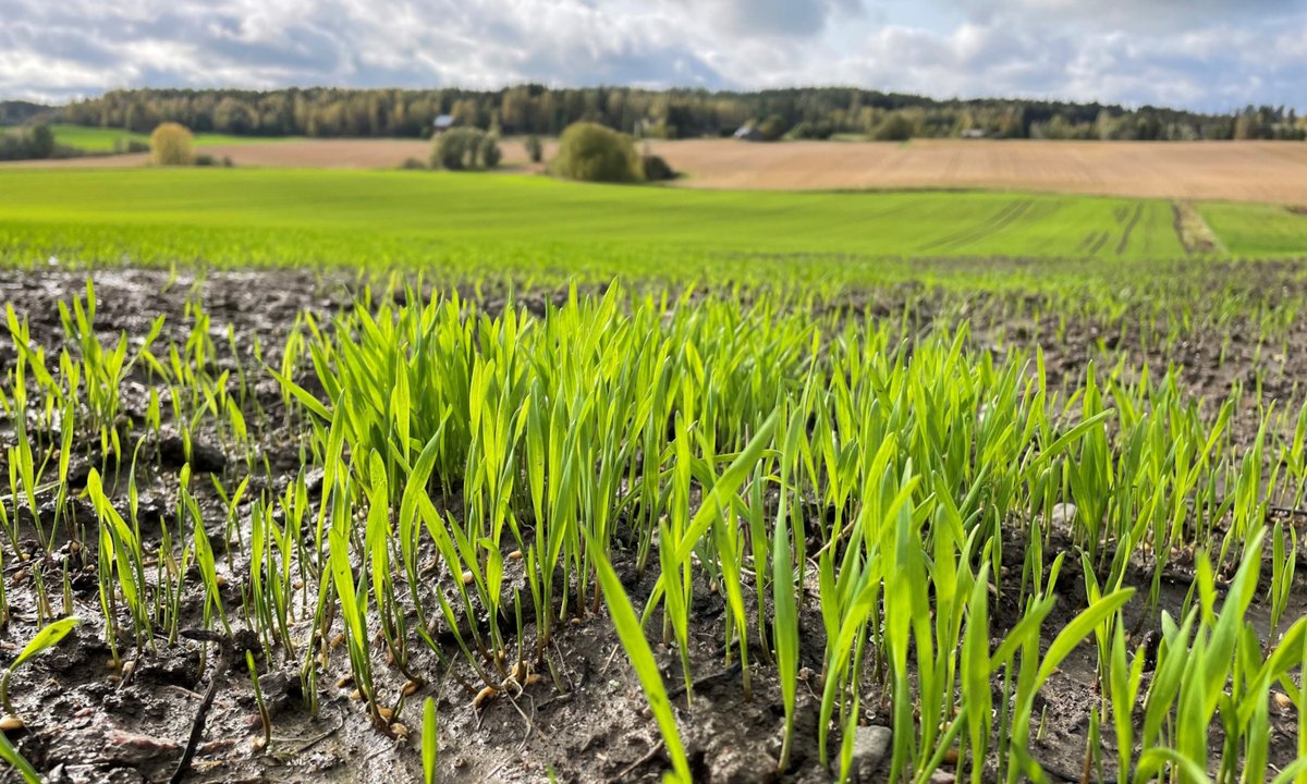 JUURI NYT: Euroopan parlamentti on hyväksynyt EU:n maaperädirektiivin! ✅ Direktiivillä tavoitellaan tervettä maaperää vuoteen 2050 mennessä. Kansalliseen lainsäädäntöön direktiivin tulee olla vietynä kolmen vuoden sisällä. 🌱

Lue: maaperakuntoon.fi/-/juuri-nyt-eu…

#maaperäkuntoon