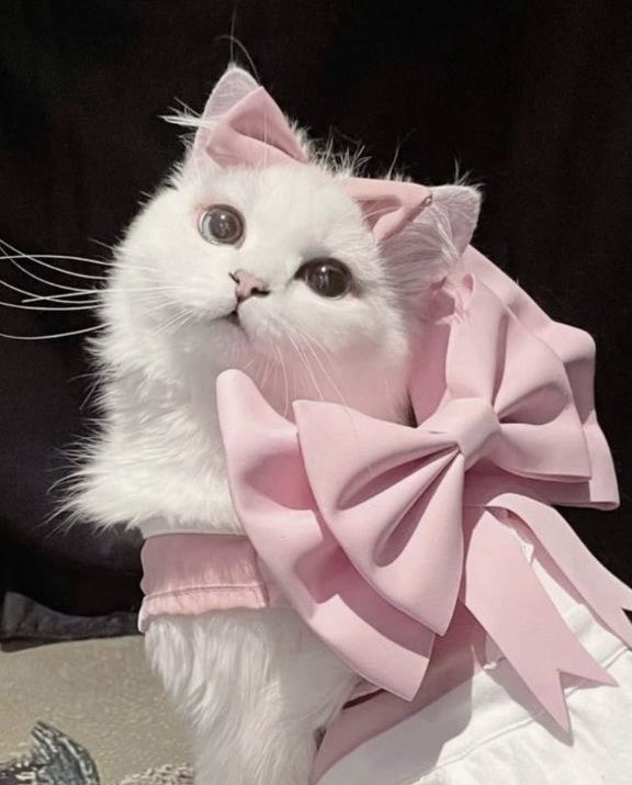 Boy why you so princess..!!!
