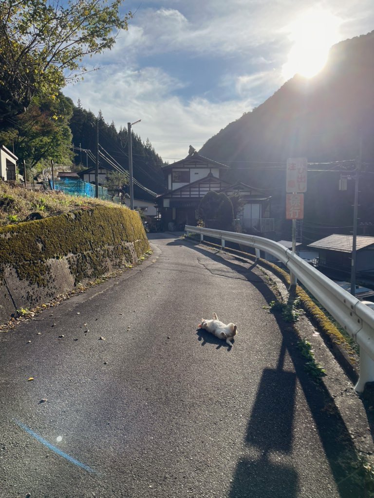 キラキラ金曜日。猫落ちてる