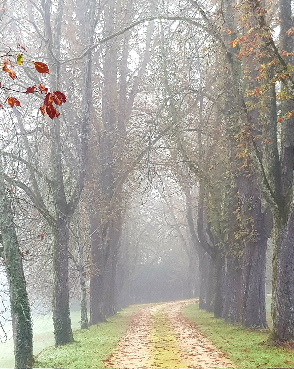 Nichts_weiter's tweet image. Nebel zaubert in der Lichtung
eine Welt des Ungefährs.
Raum wird Traum
Und Rauch wird Dichtung.
Folg der Zeit.
Sie weiß die Richtung.
" Stirb und werde!" nannte er's.

Erich Kästner