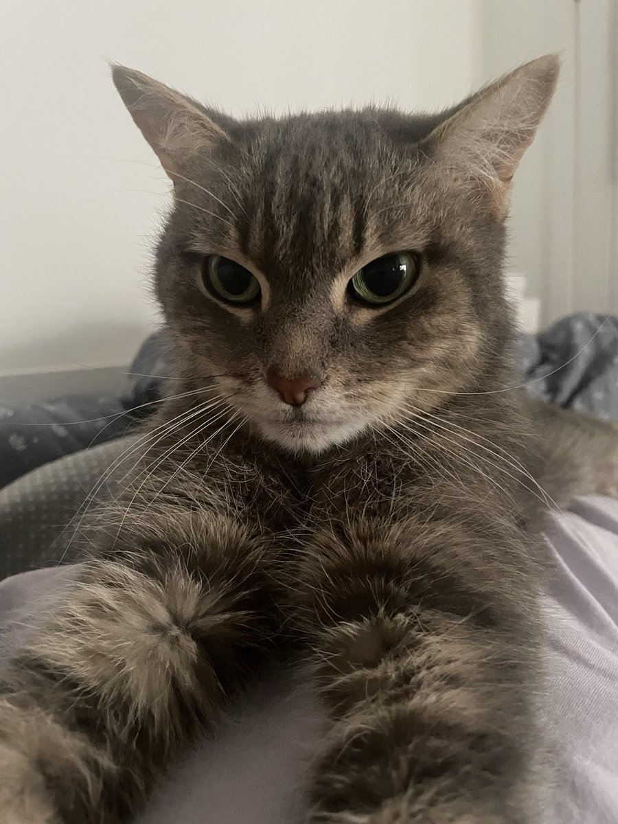 царица не понимает, почему я остановилась и больше не глажу