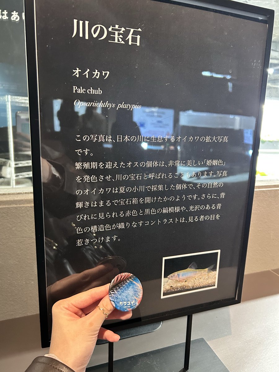 _n_camera's tweet photo. 一発で推しを出してしまう女です https://t.co/koptHplvms
