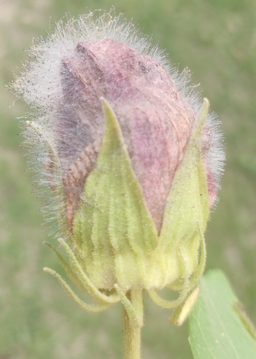 A fungal pathogen, Choanephora rot in flowers and fruits of Hibiscus mutabilis killing every flowers. This pathogen is generally known to cause fruit rot/drop  disease in cucurbits. @Botany  @BHU