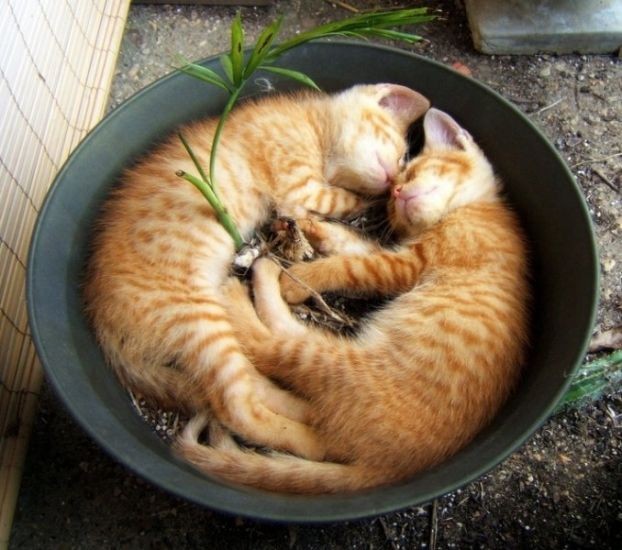 Sweet Dreams
おやすみニャンコ
#猫好きな人と繋がりたい #猫かわいいね #Cats
